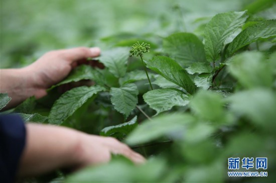 #�����ã���3��ɽ���ĵǣ���������æ