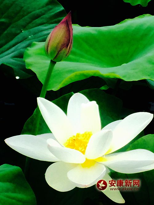 ���պ���