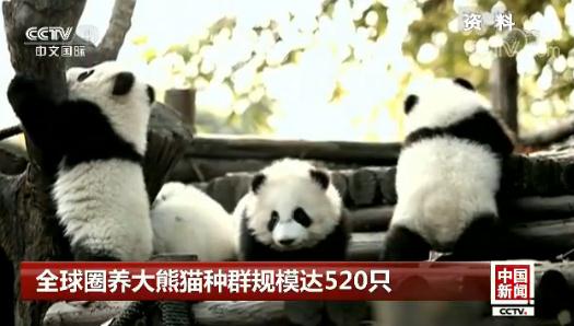 ȫ��Ȧ������è��Ⱥ��ģ��520ֻ