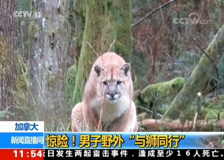 ���ô󣺾��գ�����Ұ�⡰��ʨͬ�С�