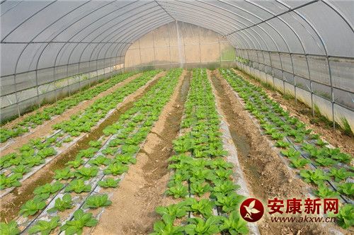 东惠大棚蔬菜_副本.jpg