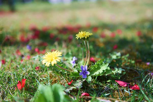 ����Լ�紺�����ʯȪ��һ��Լ��