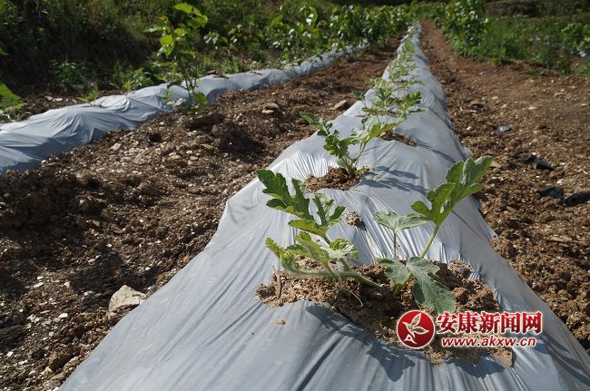 ��һ����糤��ϲ�ˣ������ֽ��ܣ�����һ�ֽ� �����۵���������Ʒ�֣�Ŀǰ�г�ϡȱ���ۼ۽��������ͨƷ�����ϡ�.JPG