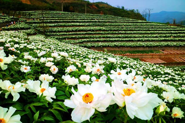 ��Ķĵ������������