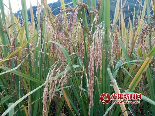 ������С mmexport1508136762911.jpg