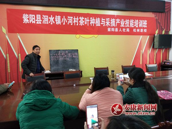 �����ˮ��ٰ��Ҷ��ֲ���ժ������ѵ��