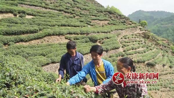 3.金行兵一家人在茶园采摘茶叶.jpg