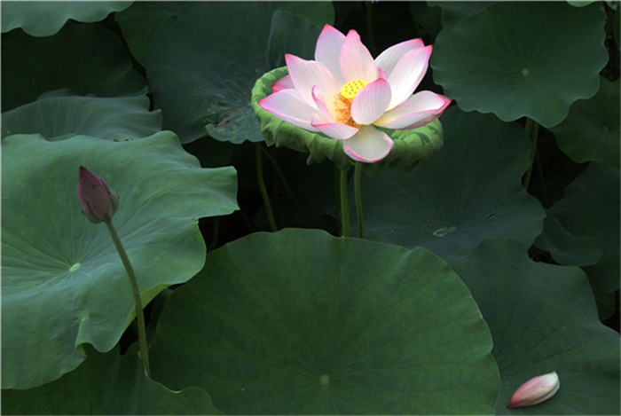 �����ɻ���