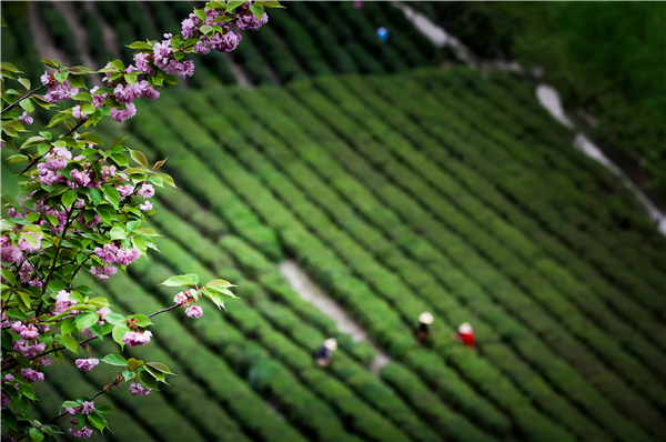 ������԰�÷��