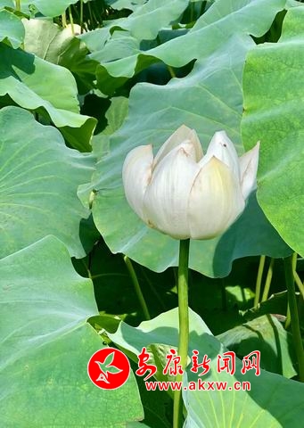 ������С ΢��ͼƬ_20180723112539.jpg