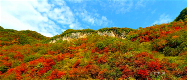 �Ĺ���Ҷ����ʱ