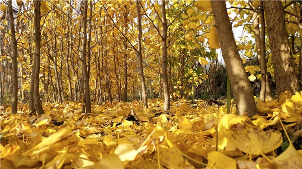 ������  ��Ҷ��