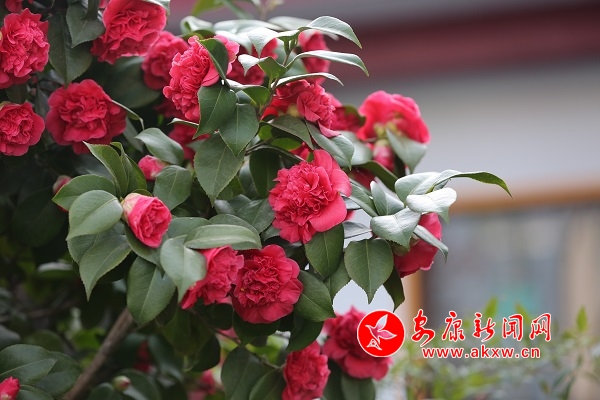 ����һ�괺�ô�