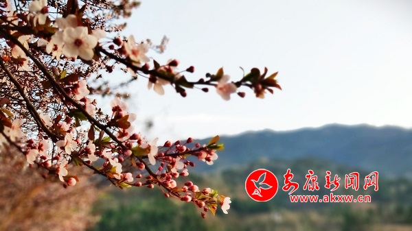 ��ɫ���� ����ˮ��