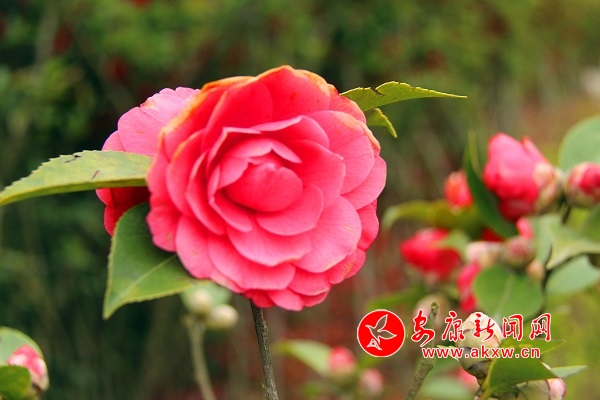 ����᰸ް�ɽ��ϡֲ��԰