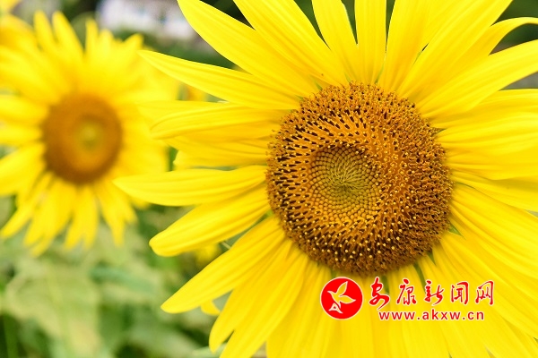 �а���Ƭ���տ�