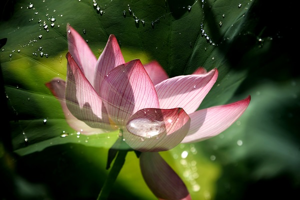 ӳ�պɻ�������