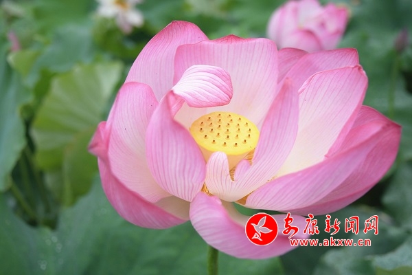 ǧĶ�ɻ���������