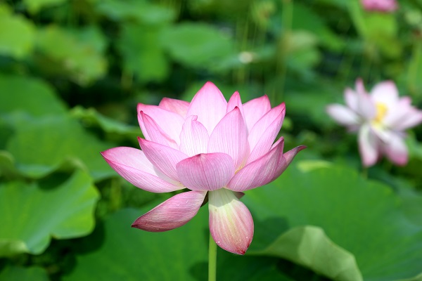 ��Ҷ���� ������