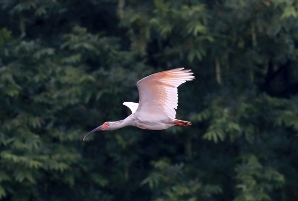 ������ʯ�������q