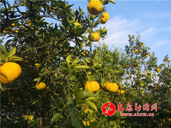 Ѯ�������������ʨͷ��ϲ�����