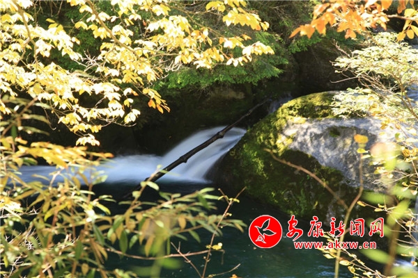 ǧ����ͺ�Ҷ