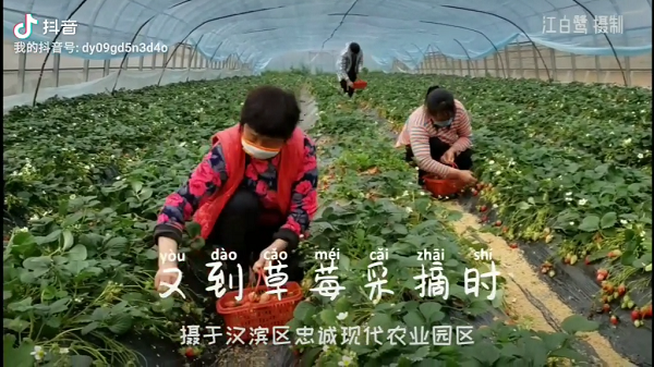 �ֵ���ݮ��ժʱ