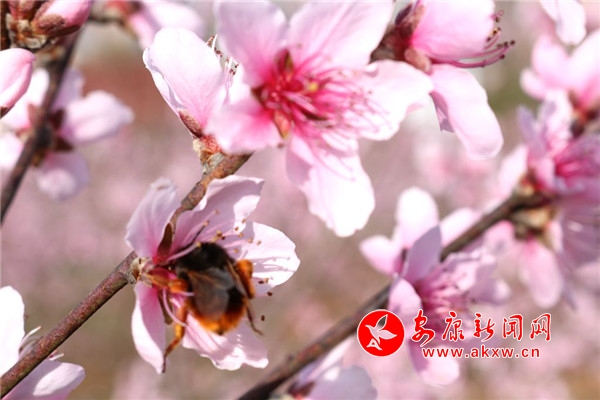 ����������֦�仨����ɶ�