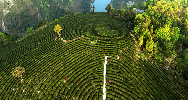 �����ش�����չ��Ҷ��ҵ