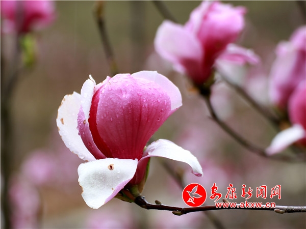 ���Ļ����˽���