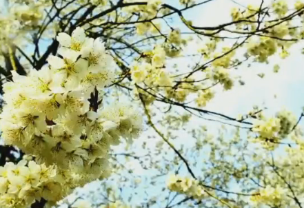 ũҵ԰�ﴺ����