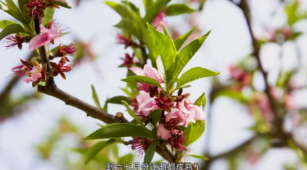 �����԰���һ���