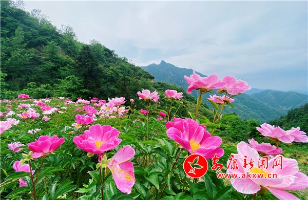 �����ƽ�