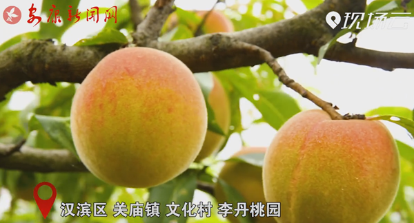 ������ | ���԰����������