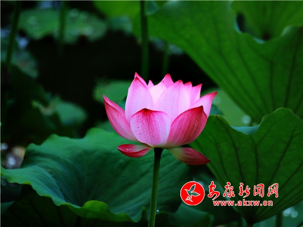 ƽ���������������õ��Ϻɻ���