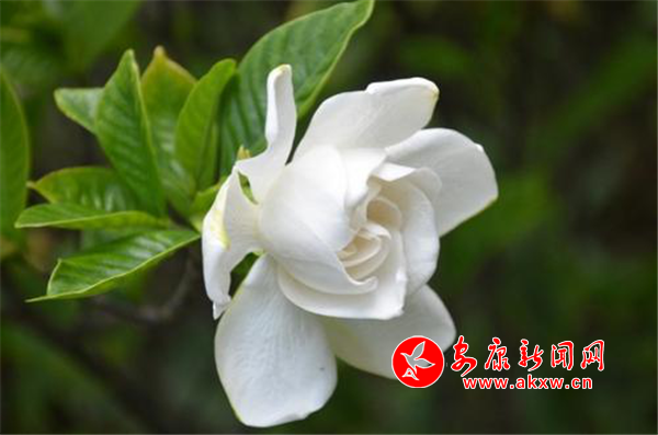 ��������ɽͷ�� ���ӻ�����Ժ��