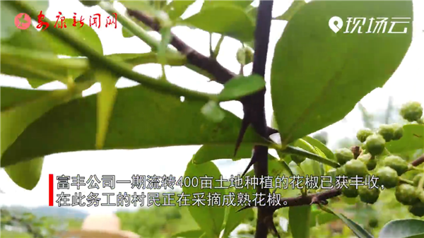 �����ţ����������������в�ҵΪ��ƶ����������Ч