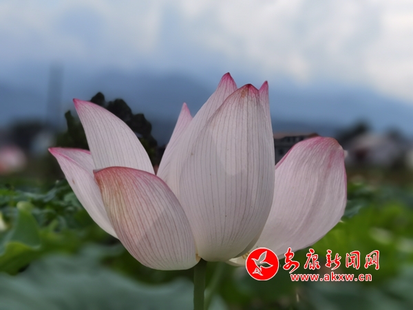 ����˫��������С��ǧĶ�ɻ���������