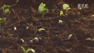 ��ƽ������