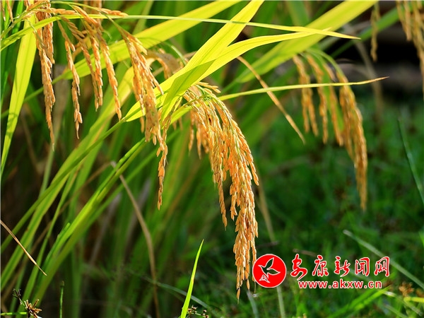 �����԰���վ�