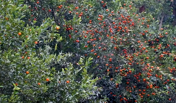 ���������ӷ��� ��ũ����