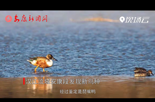 �����ţ��������򰲿��η���������