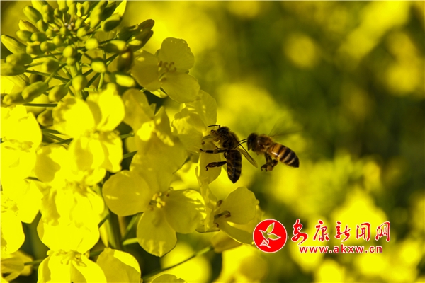 ɽ������ ������Ũ