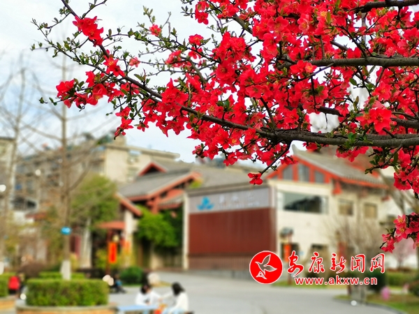 ��԰��Ĵ���