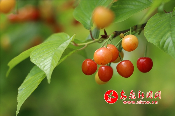 Ѯ��Ѧ���壺ӣ�Һ���