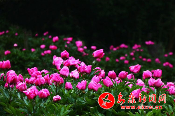 Ѯ������ҩ��������ɽ��