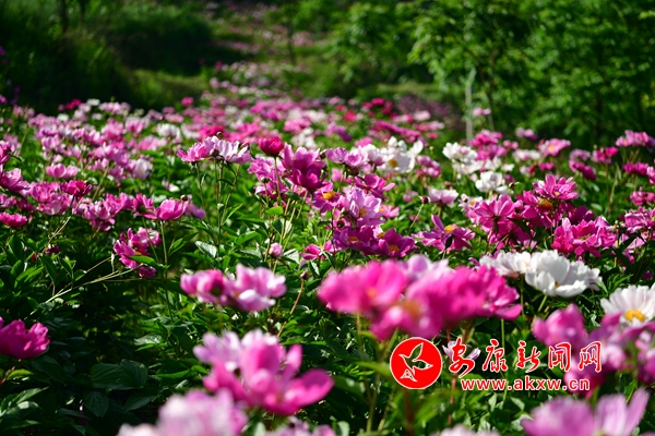 ��԰�ҷ�����Ƣ ��ҩ����������