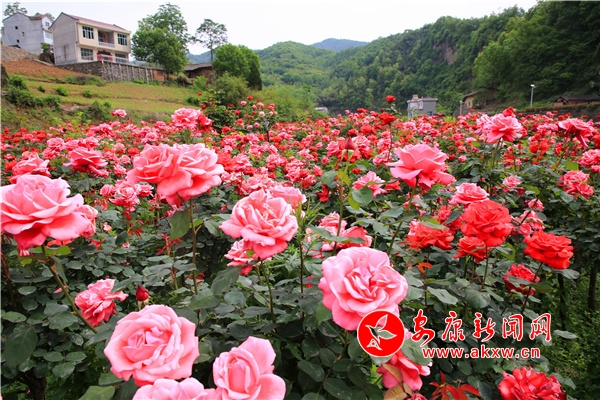 ����������ˮ�̻�����