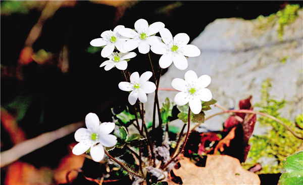 �������ӡ�������⯶�ϸ��