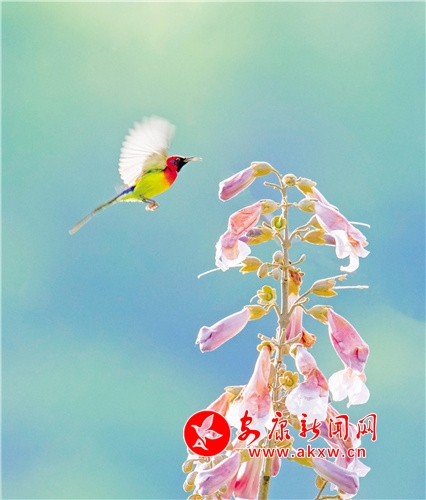 ����̫����